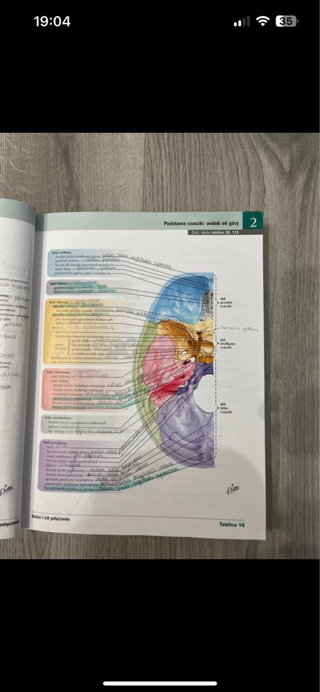 Atlas anatomiczny netter