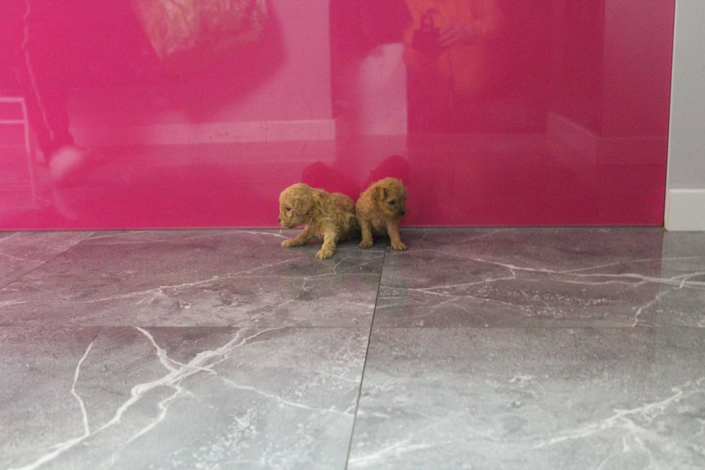 Maltipoo hybryda Maltańczyk i Pudel Piesek