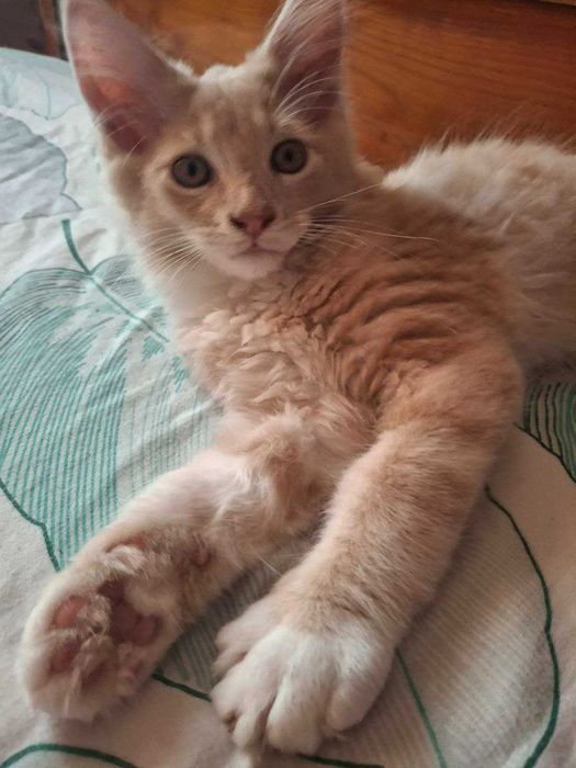 Кот Мейн - кун с документами . Вязка.