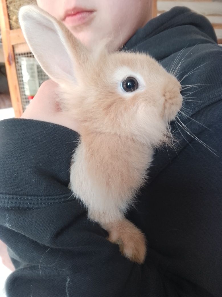 Króliczki miniaturki + zwiedzanie mini zoo