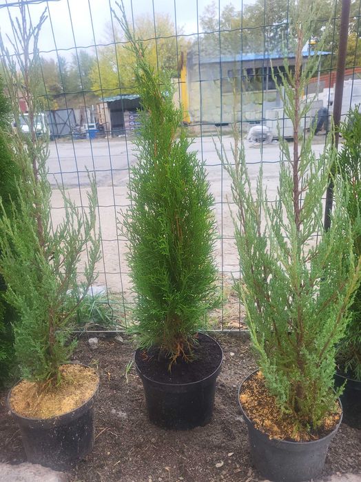 Туя Смарагд.Ялівець БлюАроу.Кора Соснова,Магнолії,Ялинки, Сосни,Піхти.
