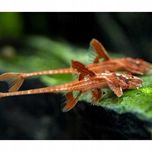 Lorikaria Czerwona Loricaria Red (Rineloricaria Sp.) WYSYŁKA AKWAWIN