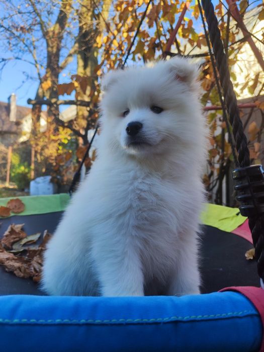 Piesek samoyed samojed Piękny