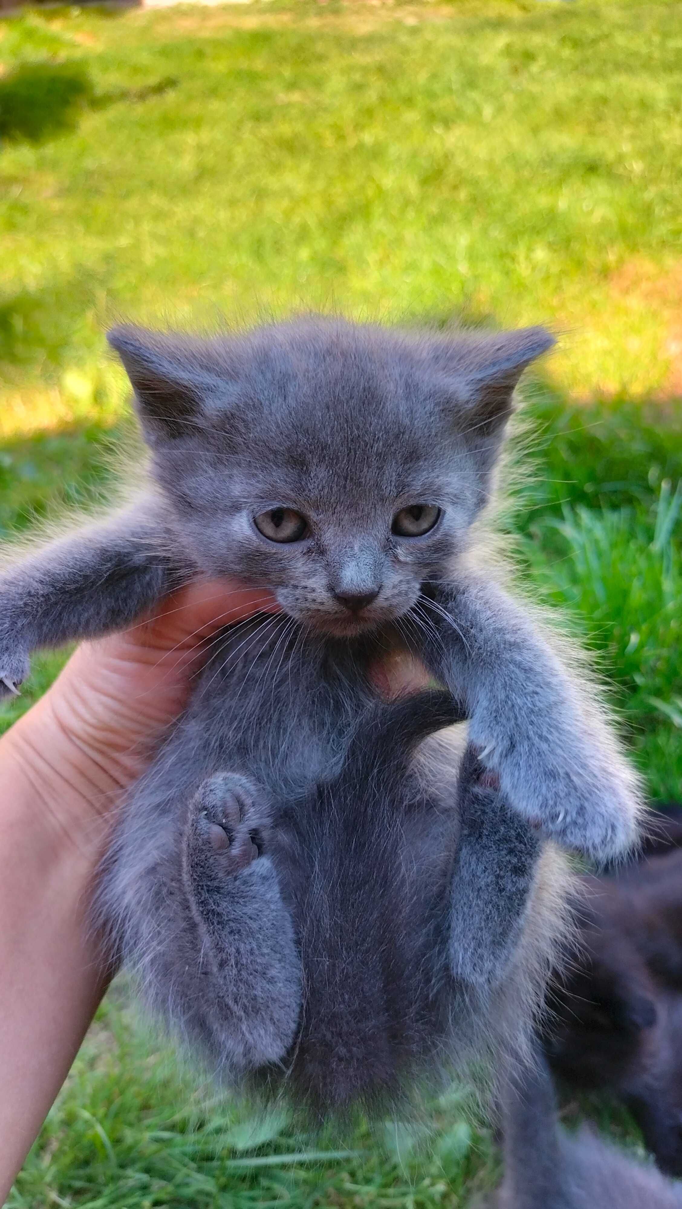 Котенята шукають родину