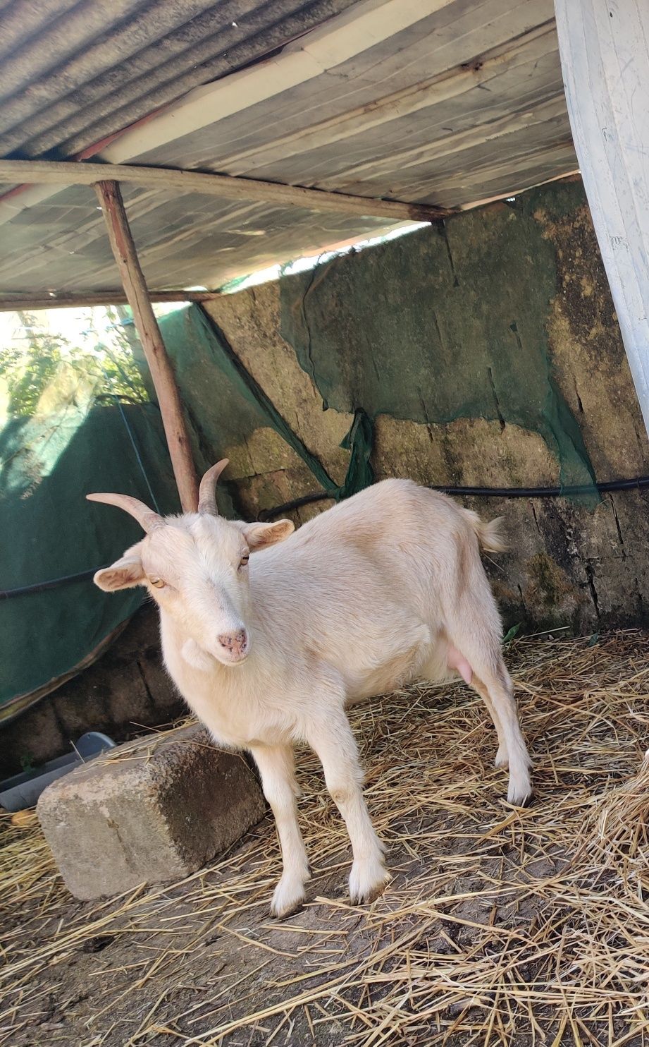 Cabra fêmea arraçada de cabrito anão