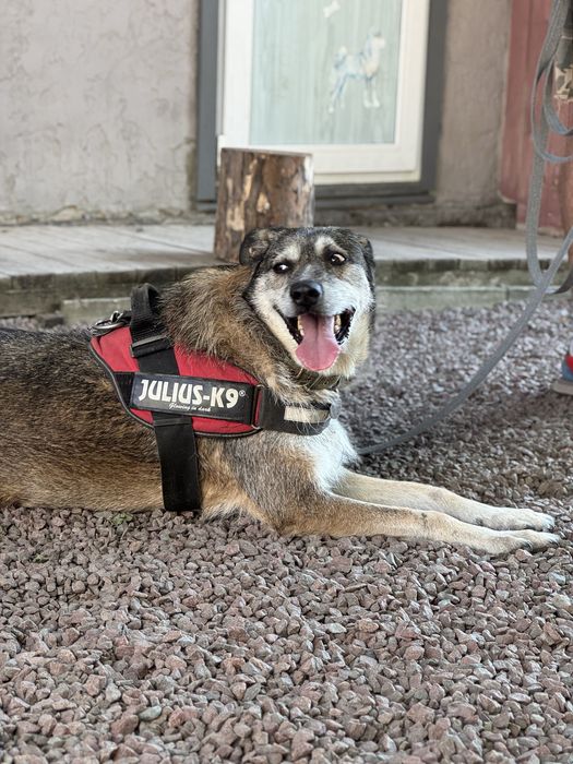 Собака хлопчик Єнот з притулку