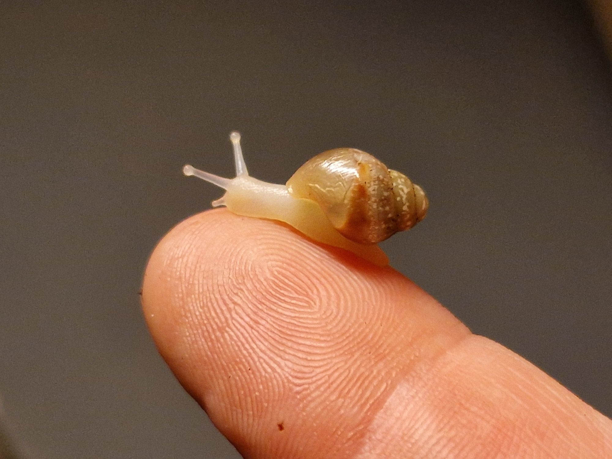 Ślimak afrykański Lissachatina fulica rodatzi.