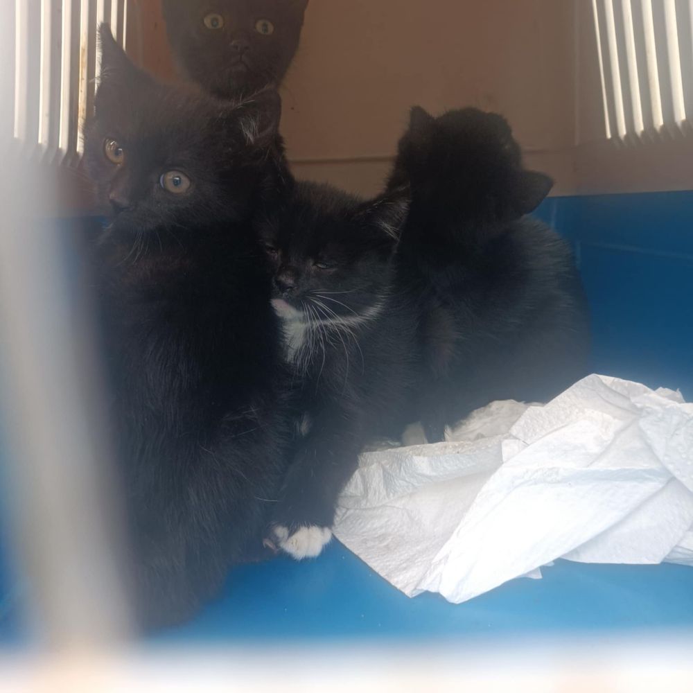Przecudowne kociaczki do adopcji