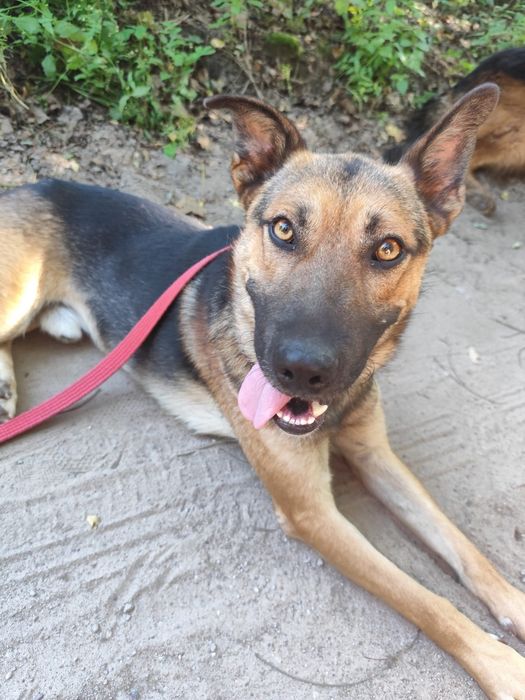 Pies idealny do adopcji!