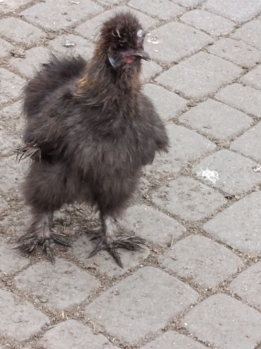 Kogut podobny do silki