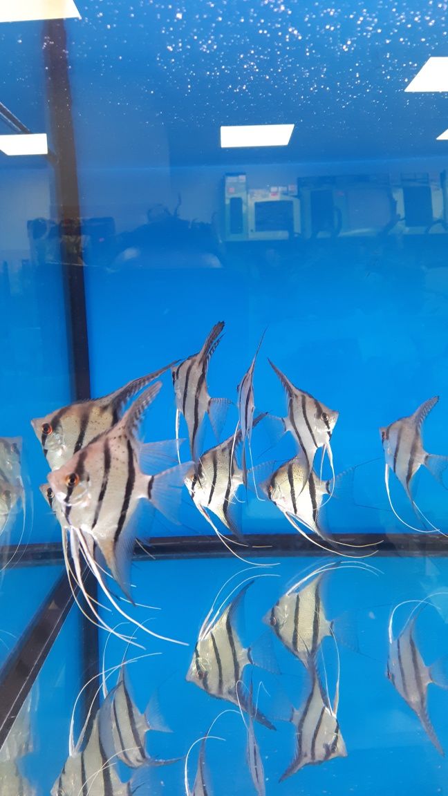 Skalar Altum Peru (13/15cm) F1 MASSON