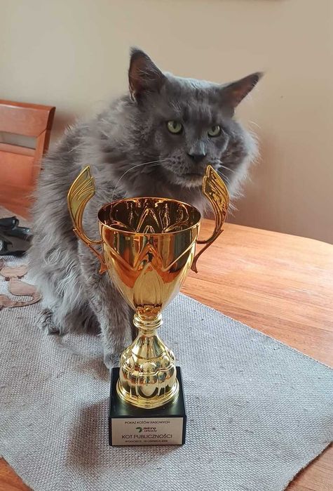 JEDYNA Czarna koteczka Maine Coon Polydactyl, gotowa do Odbioru*