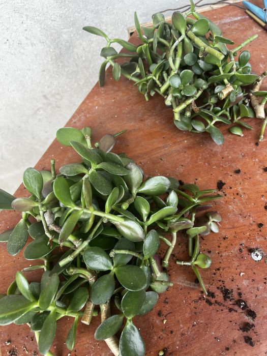 Толстянка , денежное дерево