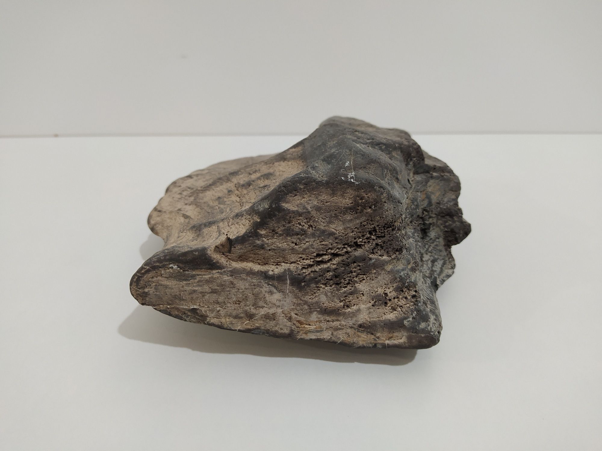 Drewno skrzemieniałe skamieniałe skamielina skała do akwarium terrariu