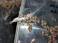 Avicularia puccalpa i ybyrapora sooretama l1