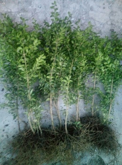 самшит, можевельник