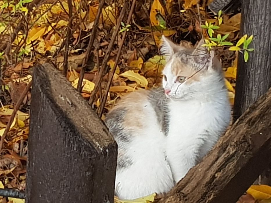 Kotki szukają ciepłego kąta i ludzi o dobrych sercach