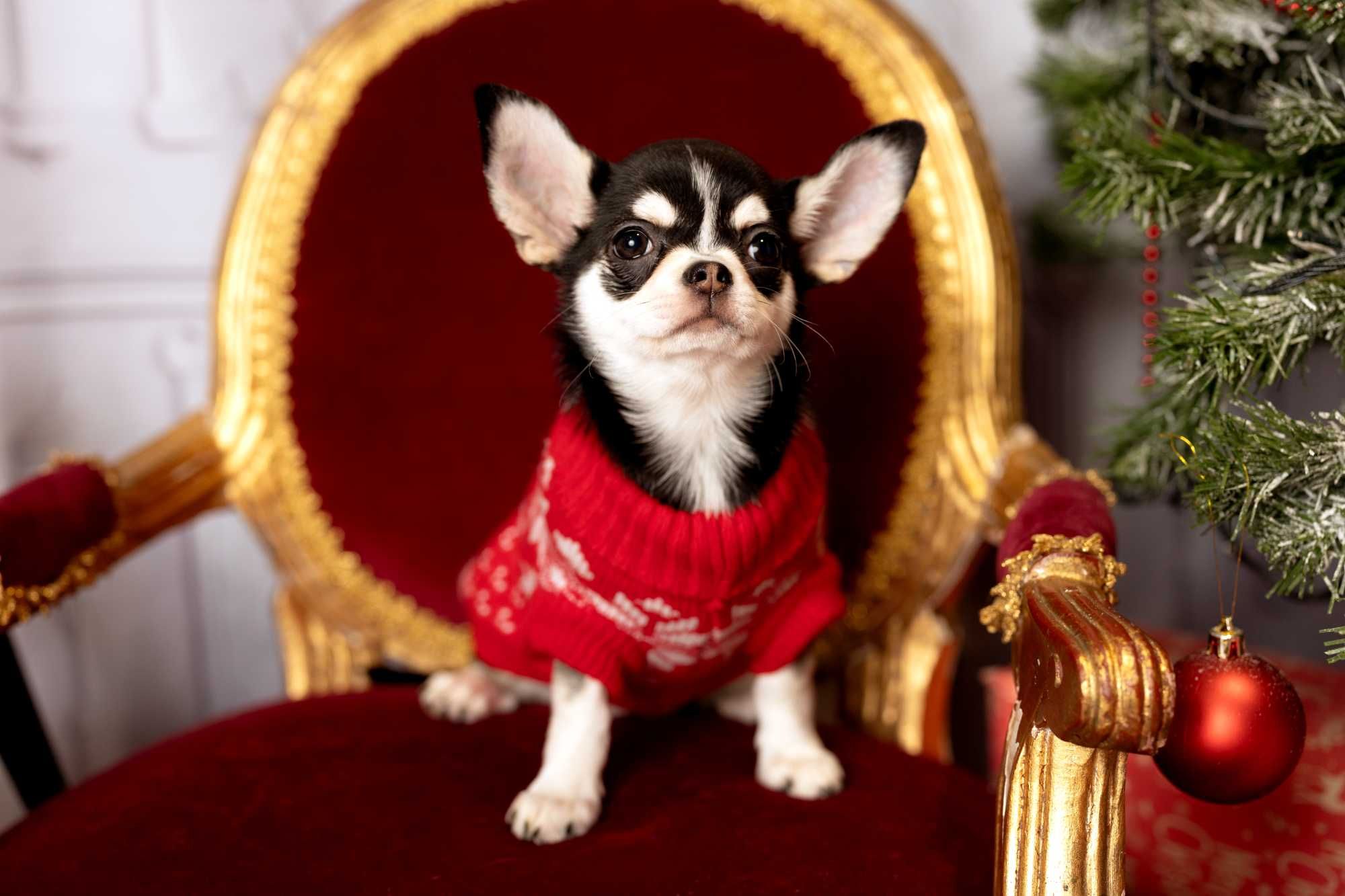 Chihuahua piękna sunia kolor huski