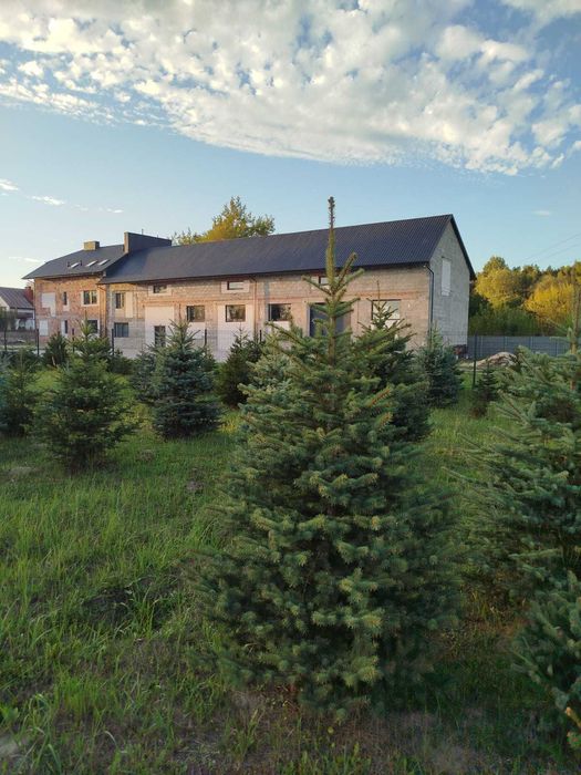 Choinki _ świerki _ przy trasie S7 (Białobrzegi)