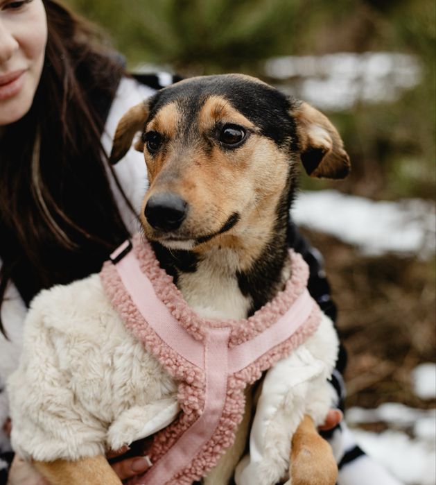 Мася , невеличка собачка до 1 року шукає дім