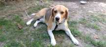 Oddam psa BEAGLE