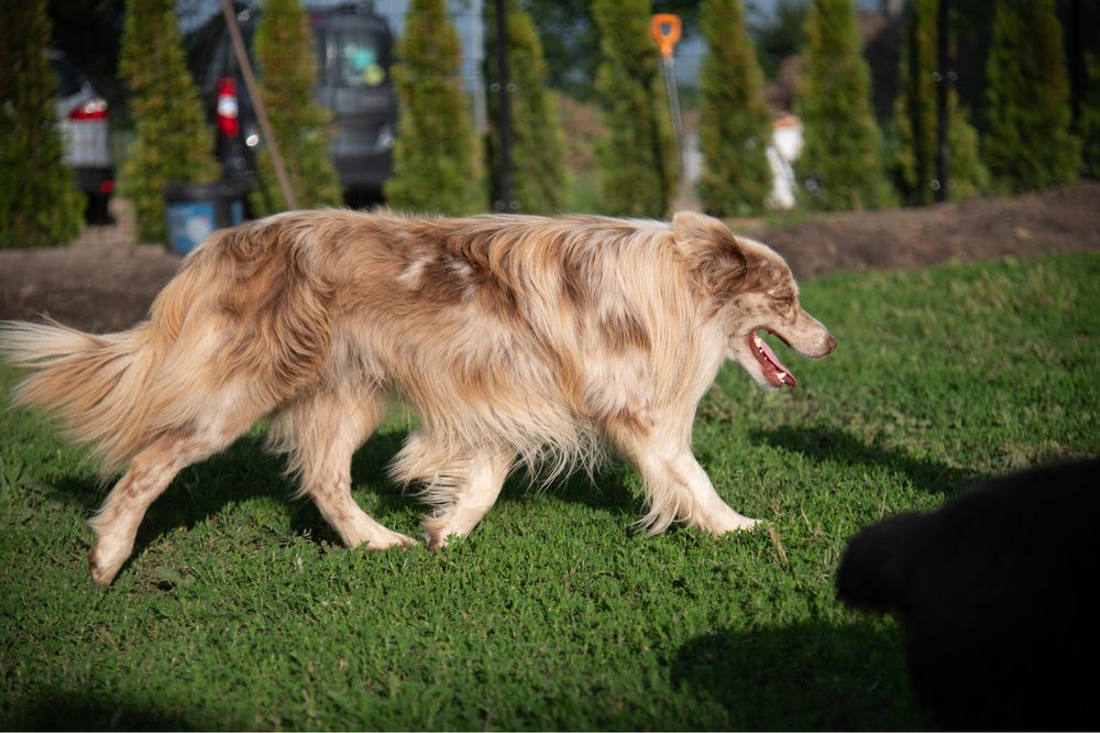 Reproduktor Border Collie