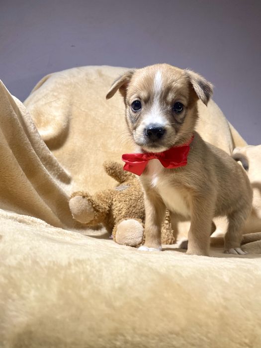 Врятована дівчинка шукає родину