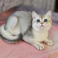 Золотая голубая британская шиншилла котята котик кот
