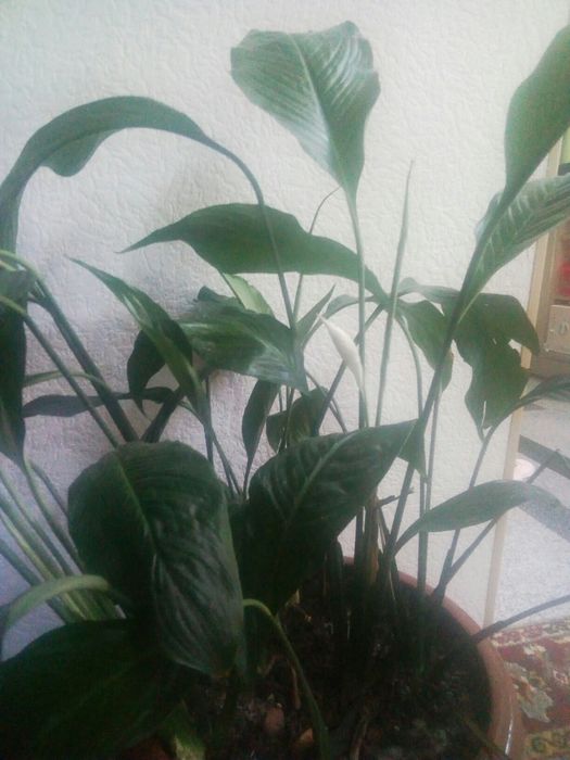 королевский спатифилиум