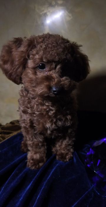 Пудель, Тойпудель