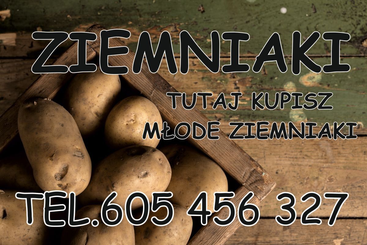 Ziemniaki odmiana Vineta