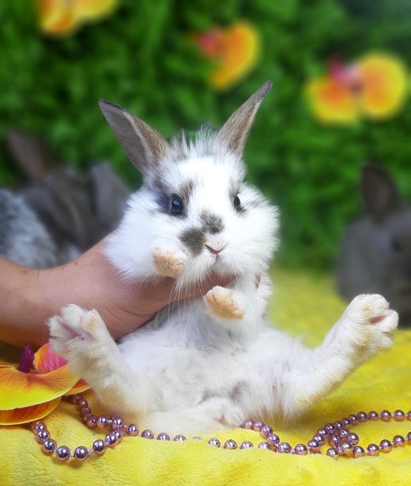 Карликовый мини кролик,карликовий міні,карликові,карликовые