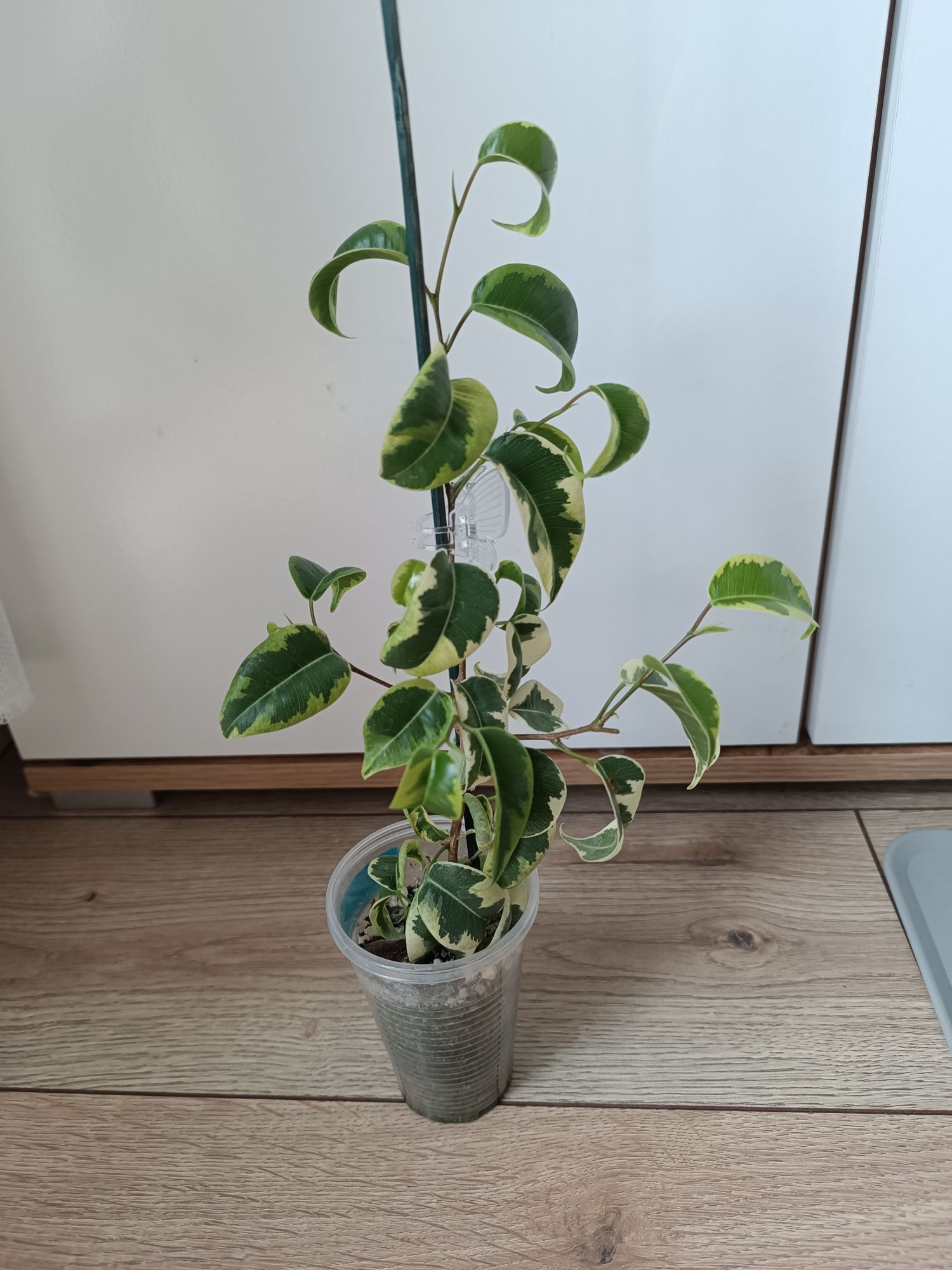Fikus Benjamina Vortex