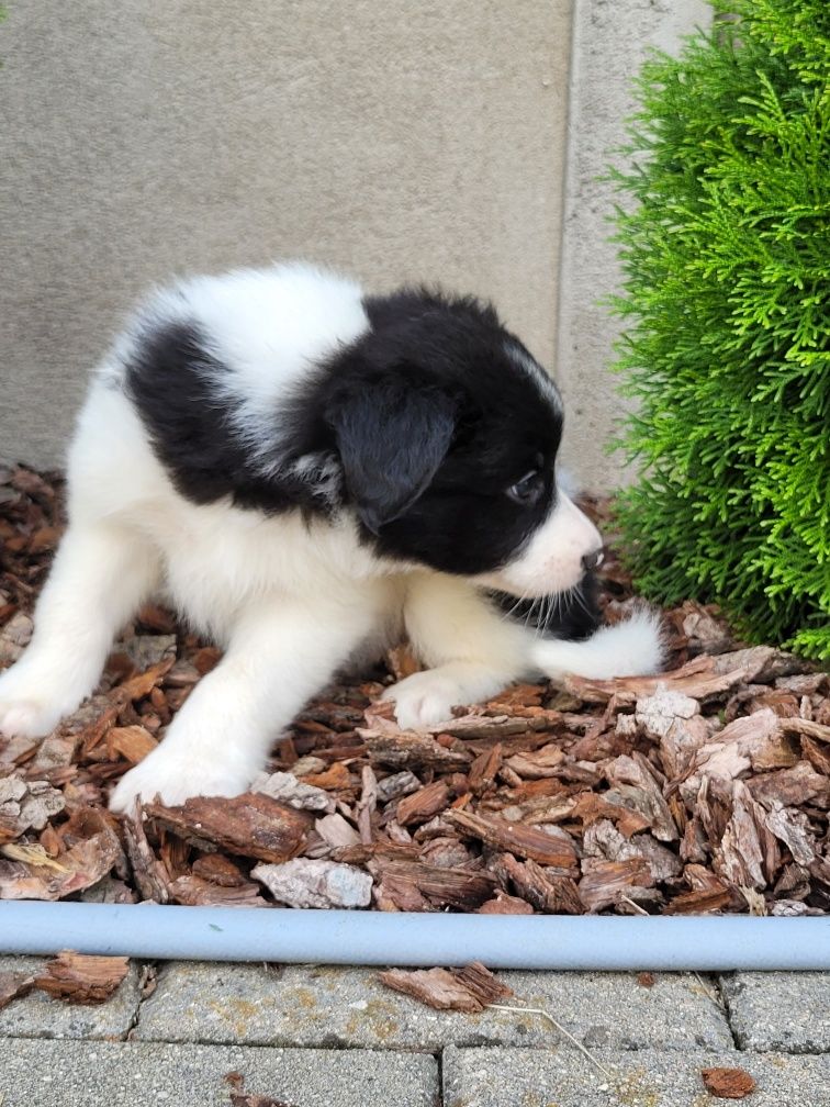 Border Collie Szczeniak Śliczny Zapraszam
