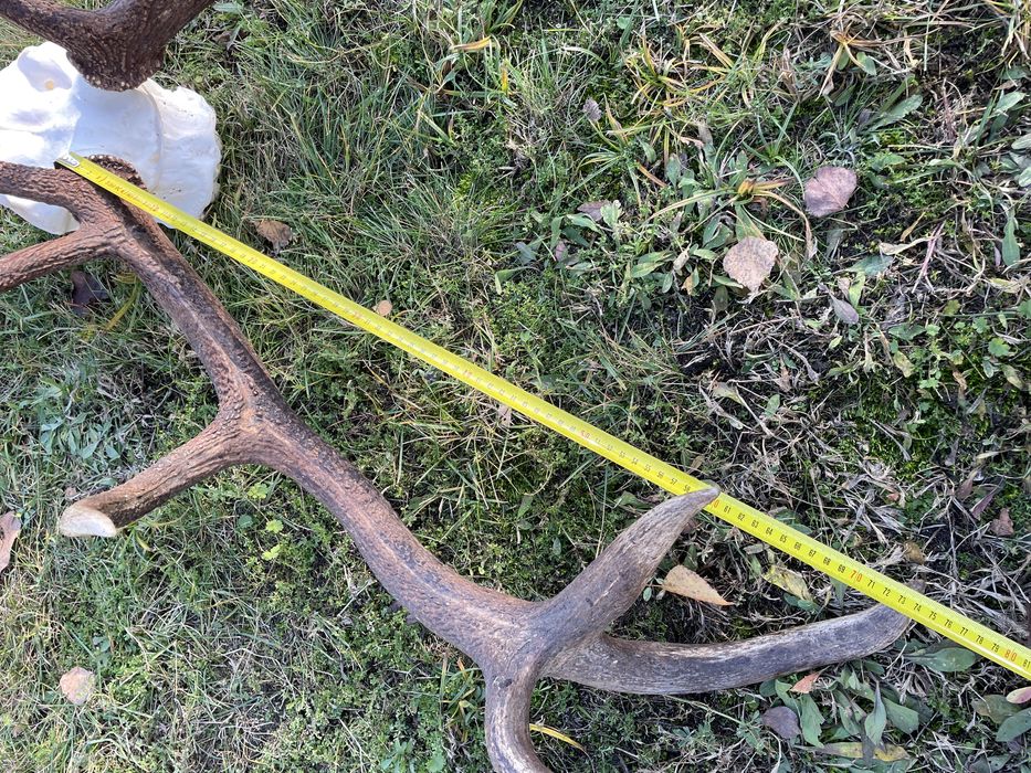 Trofeum wieniec jelenia 14-stak nieregularny poroże jeleń rogi nr 47