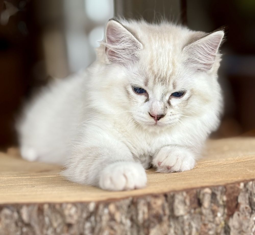 Ragdoll FPL kocurek seal mitted tabby
