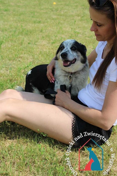 Uroczy, spokojny, łagodny, uczuciowy - lubi spokojne spacerki