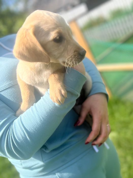 Лабрадор ретривер