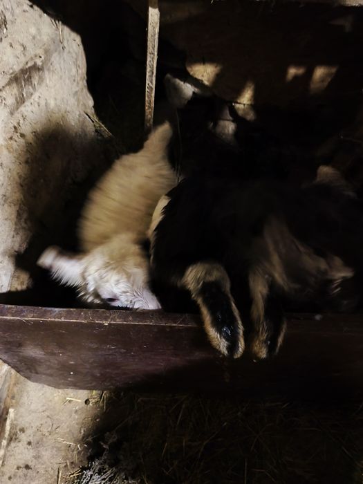 Продам козлят  четверых