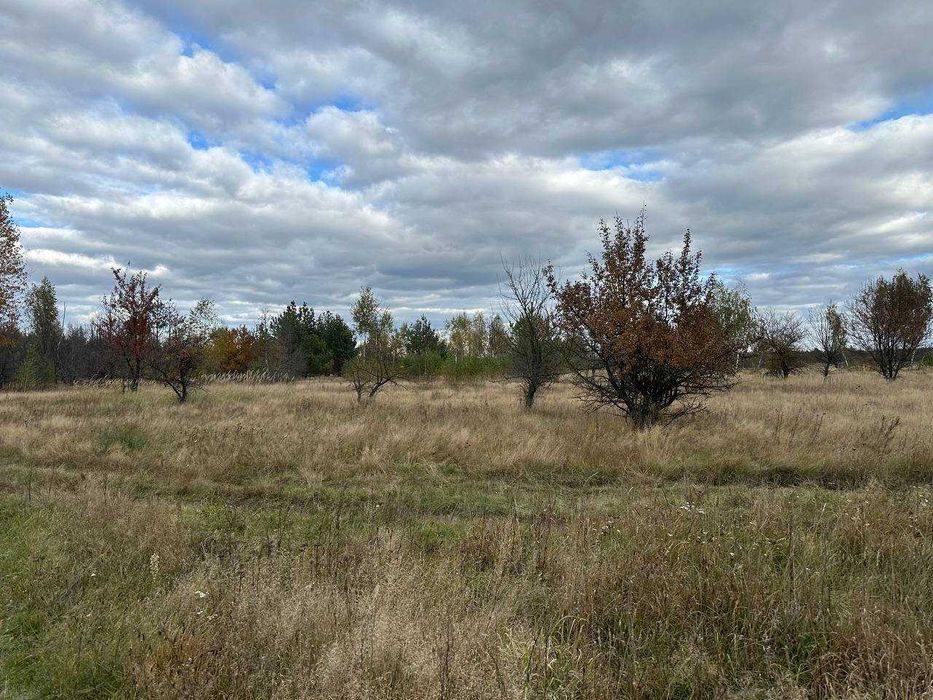 Продаж ділянки 12сот під садівництво. В оточені хвойного лісу. ID:462