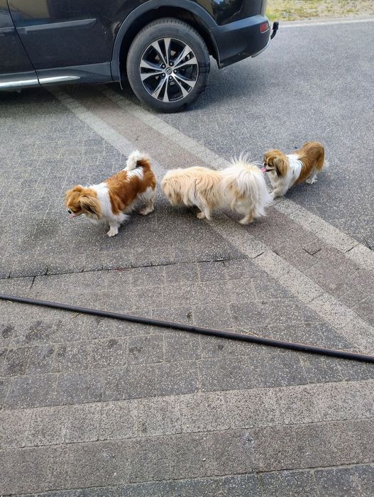 Piesek pekińczyk królewski biało-ekri