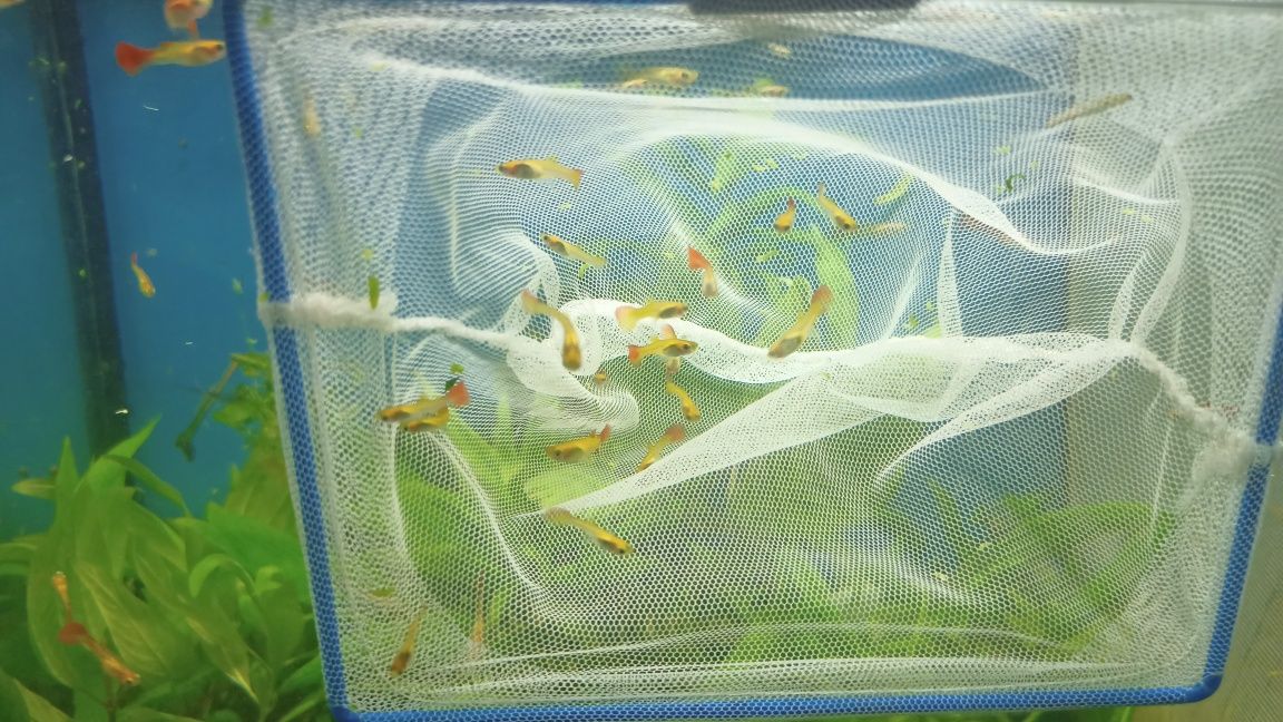 Lindos Guppies Red Blonde