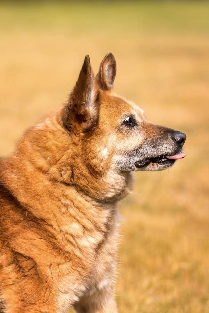 Piękny i bardzo kochany psiak szuka Dobrej Rodzinki Adopcyjnej!