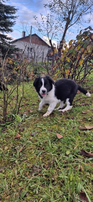 Sprzedam suczkę Border collie