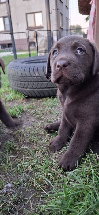 Labrador retriever szczeniak