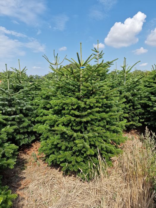 Jodła Kaukaska plantacja Dania