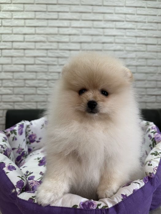 Кремовый шикардосик. Девочка померанского шпица.
