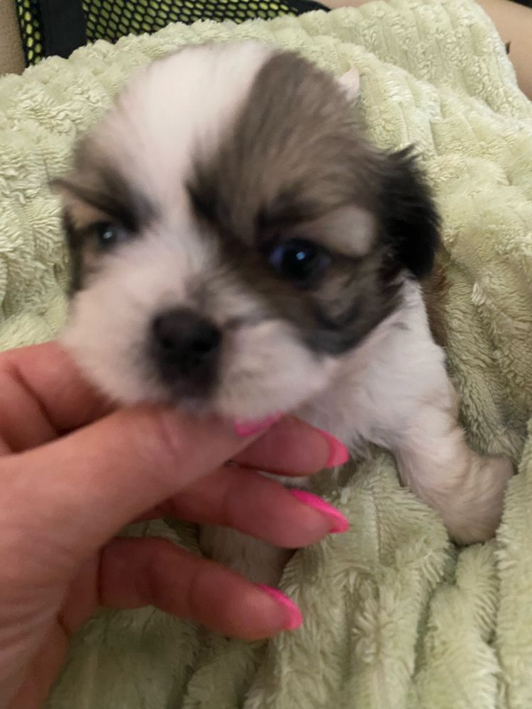 Shi-tzu super top   macho excelente