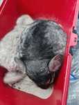 Chinchilla шиншила szynszyl beżowy kremowy i 2 standard siwe srebrne
C