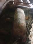 Porcos mangalitsa com bisaro